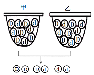 性状分离比的模拟实验图片