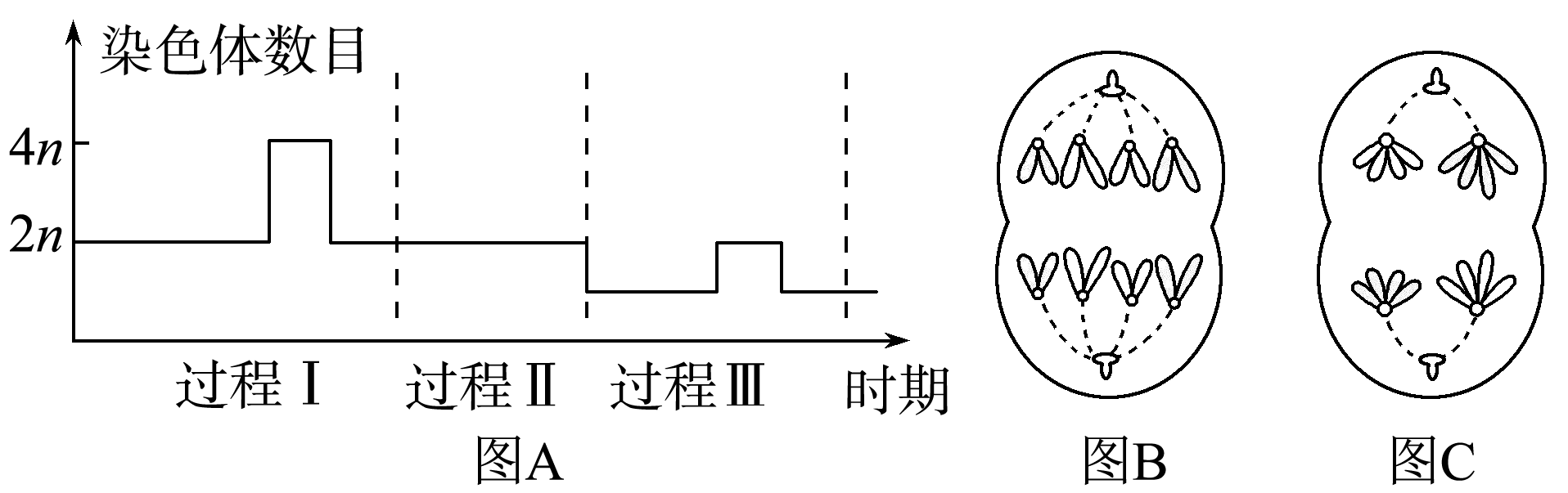 精子减数的过程图手绘图片