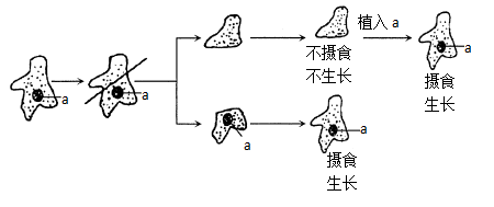 在植物細胞生長的過程中,細胞內變化最明顯的是( )