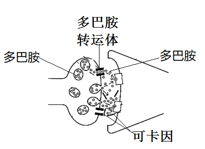 如图表示多巴胺和可卡因的作用机理,下列叙述错误的是()