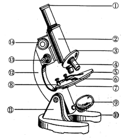 显微镜画法初一生物图片