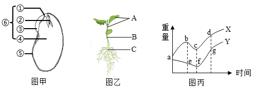 菜豆生长过程图片