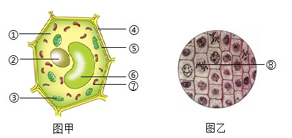 【推荐2】如图甲为植物细胞结构模式图,乙为显微镜下观察到的洋葱根尖