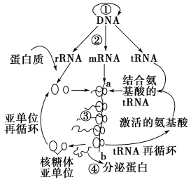 如圖表示真核細胞內某種分泌蛋白合成過程中由dna到蛋白質的信息流動