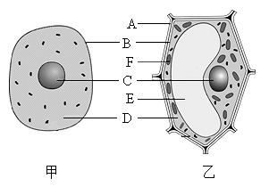 动植物细胞图简图图片