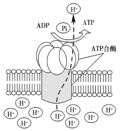 真核細胞中,葉綠體內膜和線粒體內膜均含有atp