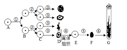 【推荐3】左图是有关生物细胞生活史的概括,右图是植物体结构层次示意