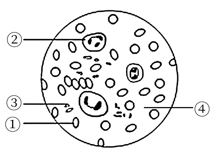下面是顯微鏡下觀察人血塗片的一個視野圖(④指血漿),下 列說法正確