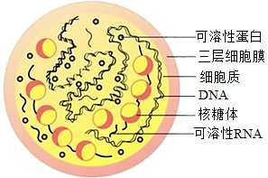 肺炎支原體的結構如圖,下列推測錯誤的是(相似題糾錯收藏詳情加入