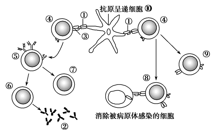 细胞免疫简图图片