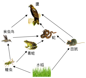 初中生物綜合庫 生物體的結構層次 細胞怎樣構成生物體 多細胞生物體