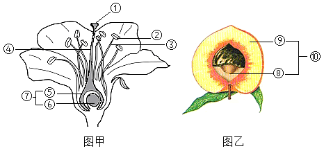 花与果实的对应结构图图片