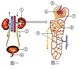 甲图为人体尿液形成示意图,乙图为肾透析仪