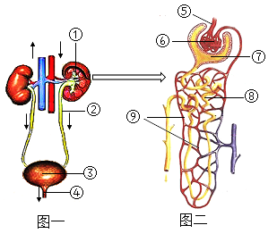 初中泌尿系统结构图图片