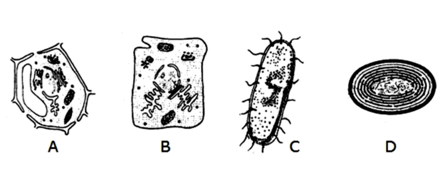 【推薦3】下面是幾種生物的基本結構(a為植物葉肉細胞,b為動物細胞)