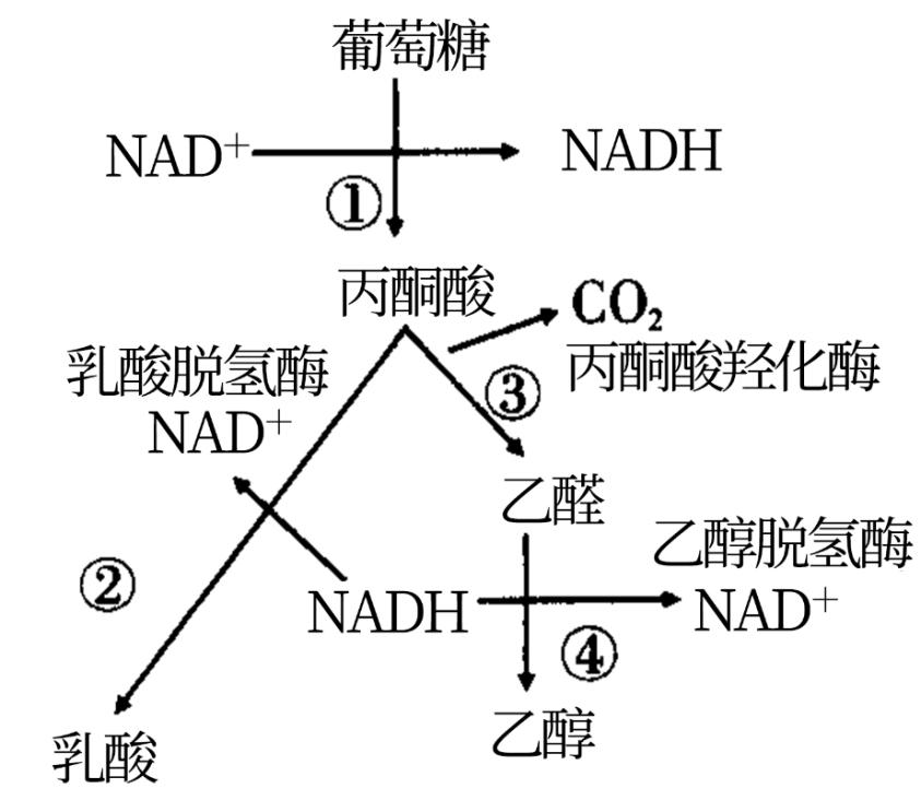 植物细胞无氧呼吸产生酒精称为酒精发酵b图中nadh为还原型辅酶Ⅰ
