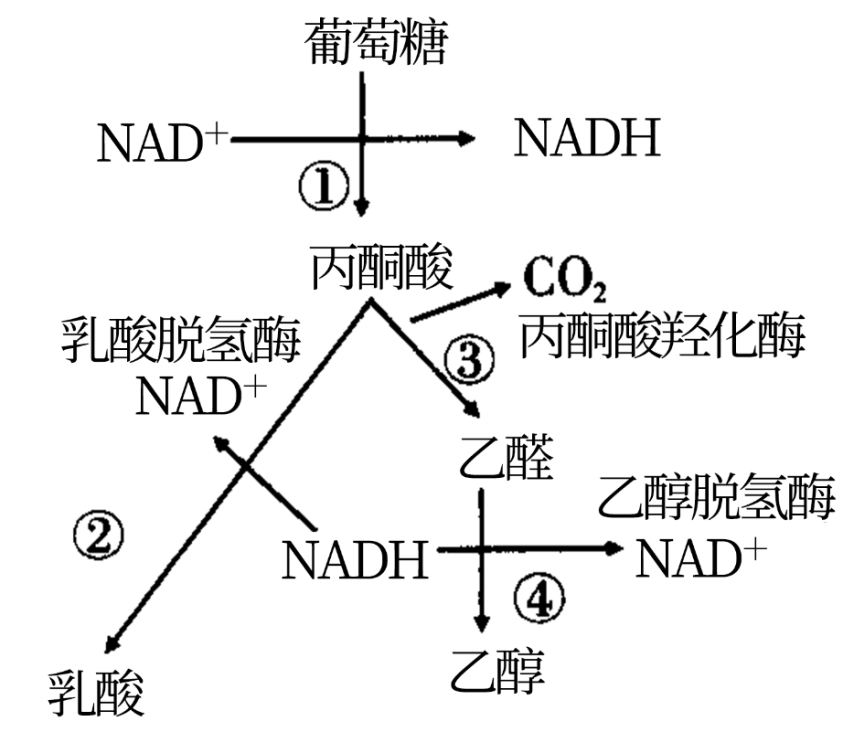 如图为酒精发酵和乳酸发酵的过程示意图,下列相关叙述正确的是()a