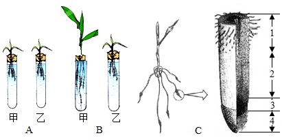 麥苗來驗證植物生長需要無機鹽的實驗圖解,以及小麥苗根尖結構示意圖