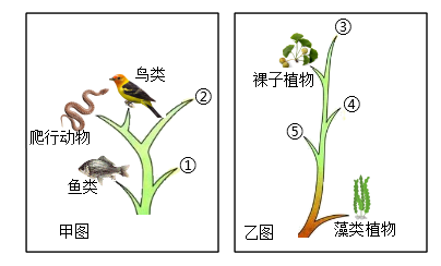 植物进化顺序图图片