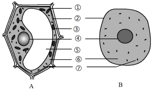 如圖是植物細胞結構模式圖,請據圖回答問題(1)圖中動物細胞所沒有的