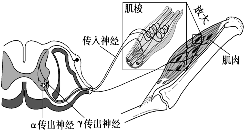 肌梭和腱器官图片