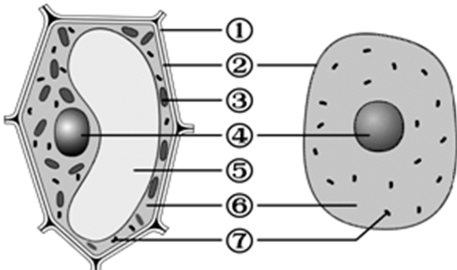 【推薦2】如圖是植物,動物細胞結構示意圖,下列說法錯誤的是