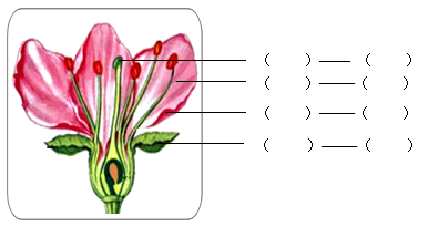 【推荐2】标出桃花各部分的名称,并写出每部分的作用