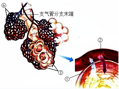 【推荐2】如图为人体内肺部的气体交换图,请据图回答