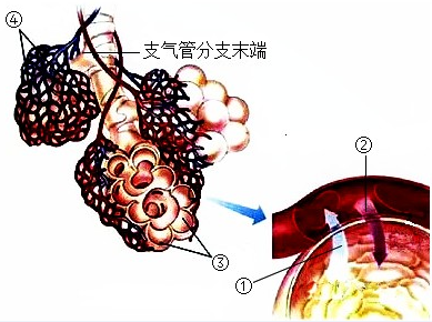 肺换气示意图图片