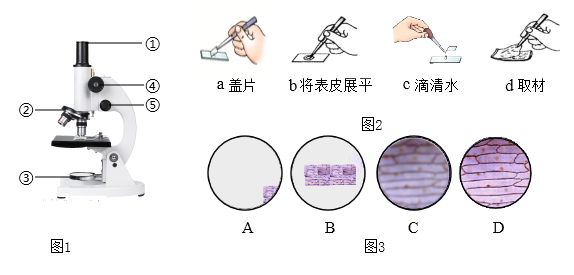 圖2是製作洋蔥鱗片葉內的表皮細胞臨時裝片的示意圖,請據圖回答問題