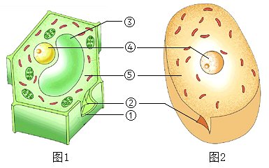 细胞的微细结构图图片