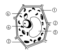 生物细胞简图图片