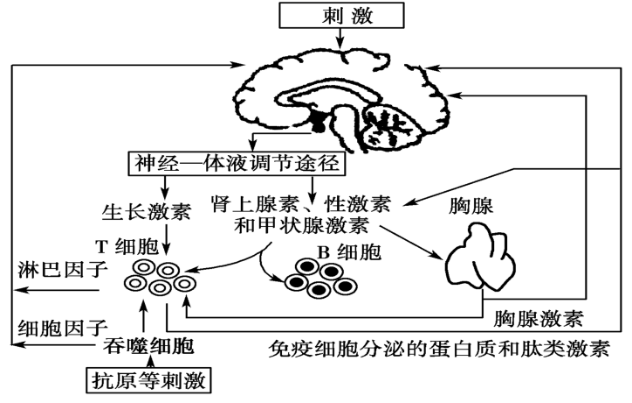 【推薦3】如圖為人體神經—體液—免疫調節的模式圖.