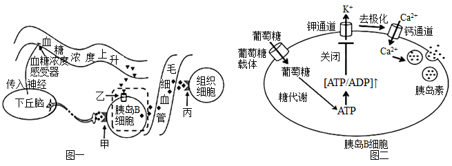 作用較高的血糖濃度會直接刺激胰島b細胞釋放胰島素也可通過下丘腦