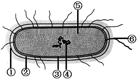 如图中甲,乙分别是植物,动物细胞结构模式图,请据图回答