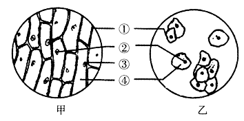 如圖是植物細胞結構模式圖,請據圖回答問題