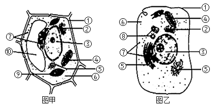 【推薦3】圖甲,圖乙分別是兩類高等生物細胞的亞顯微結構模式圖,請據
