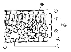 叶绿体的结构模式图图片