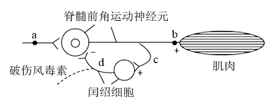 脊髓自主反射图片