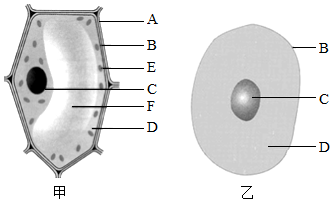 动植物细胞结构图的题图片