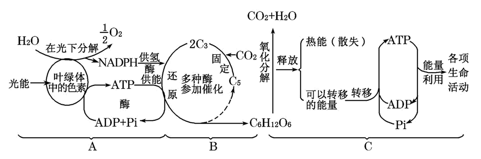 下图①②③④表示光合作用和呼吸作用的有关生理过程,a,b表示相应物质