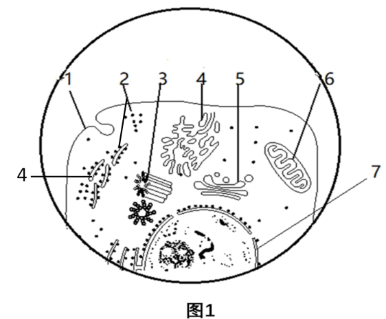 细胞膜结构图手绘图片