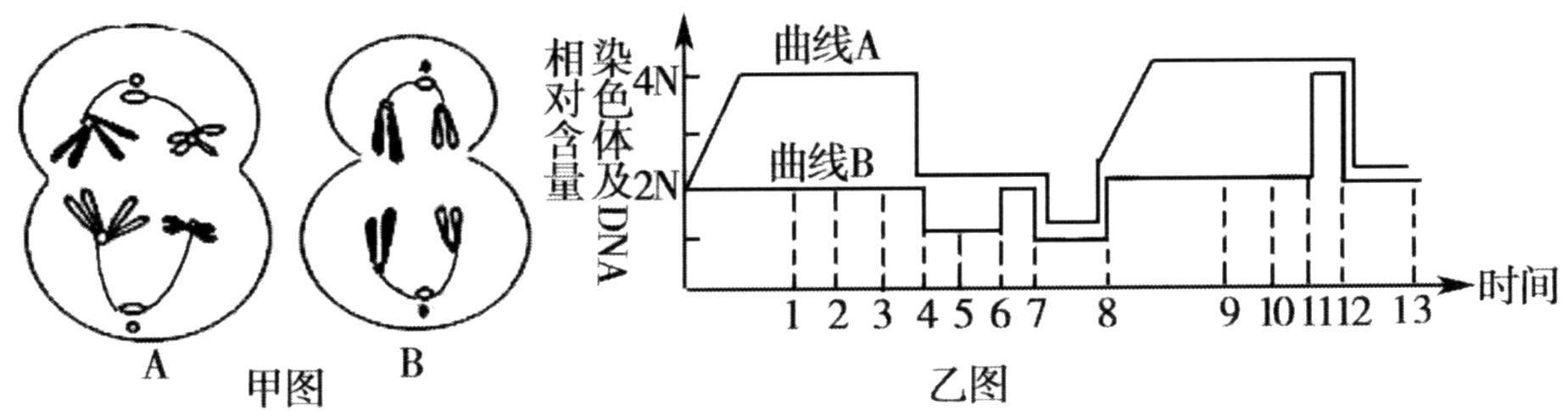 如图是某同学以玉米为材料,观察到的细胞减数分裂不同时期图像.