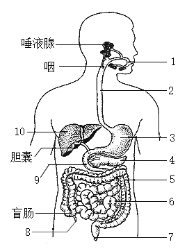 下图是正常人体内某器官或结构血流情况模式图,a代表器官或结构,a,b