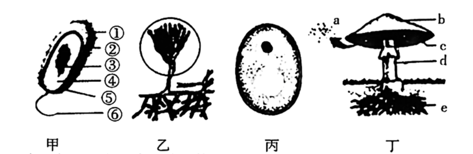 初中生物綜合庫 生物體的結構層次 細胞是生物體結構和功能的基本單位