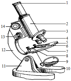 光学显微镜画法图片