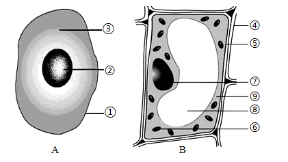 细胞结构和显微镜结构示意图,请据图回答:(1)显微镜是生物实验中重要