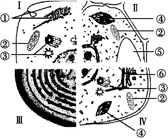 如圖為細胞的亞顯微結構圖,請據圖回答