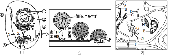 表示不同的細胞結構圖丙是一個具有分泌功能的高等植物的細胞亞顯微