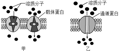 協助擴散需要細胞膜上轉運蛋白的協助圖甲乙分別表示載體蛋白介導和